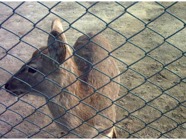 廣西養(yǎng)殖圍欄網(wǎng)圖片2