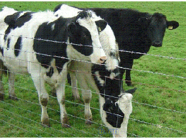 廣西養(yǎng)殖圍欄網(wǎng)圖片3